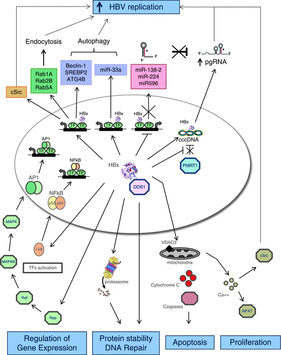 Pathobiology Of Hepatitis B Virus-Induced Carcinogenesis | Abdominal Key