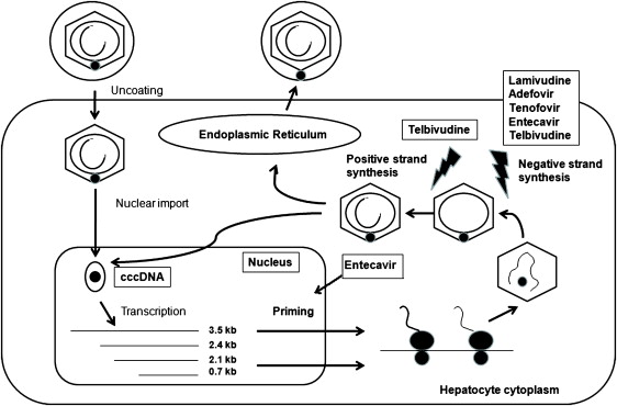 New Pharmacologic Therapies In Chronic Hepatitis B | Abdominal Key