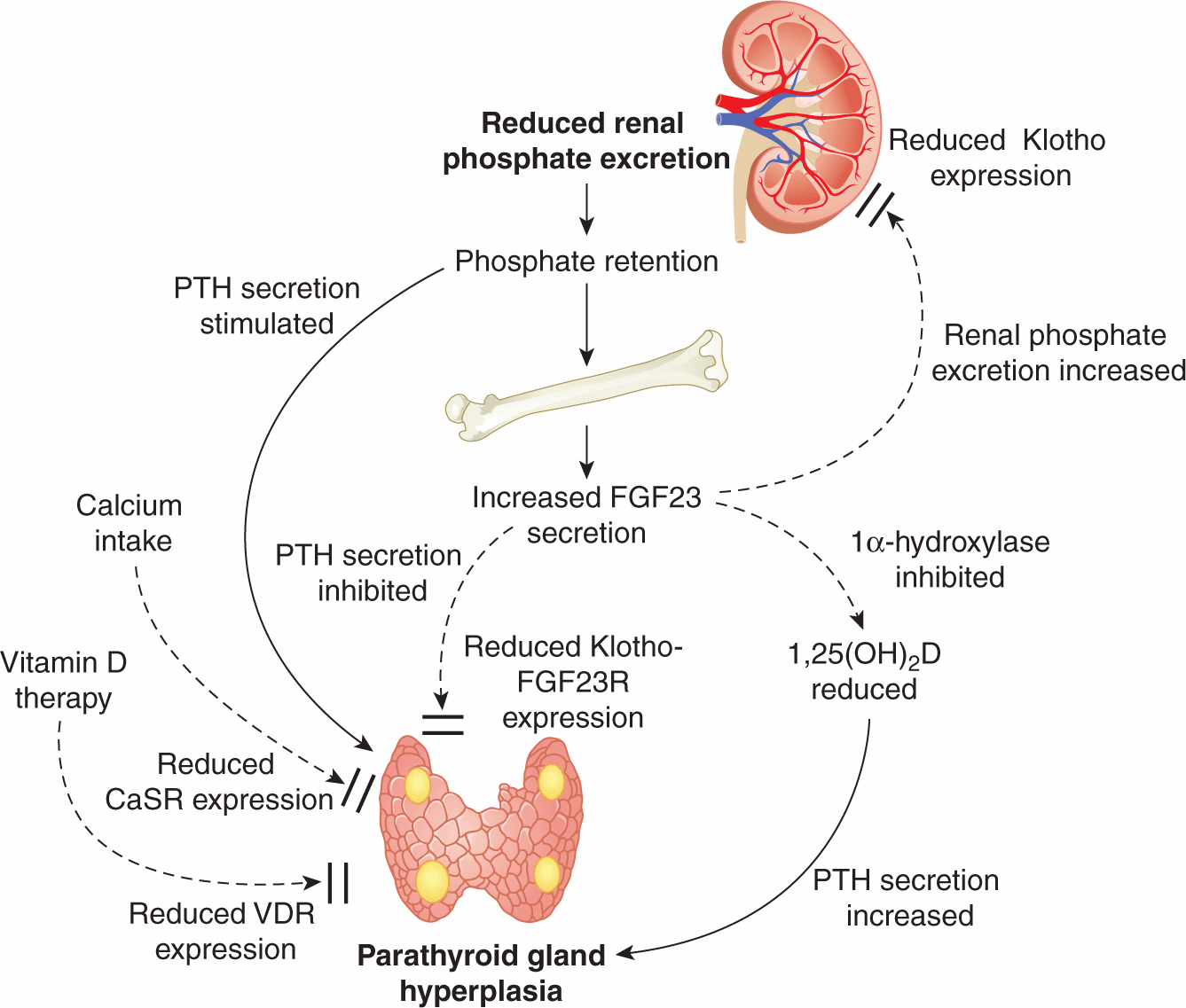 Guiding Questions | Abdominal Key