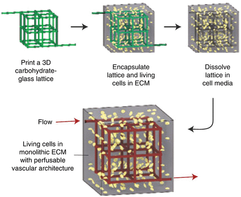 3D Bioprinting For Tissue Engineering | Abdominal Key