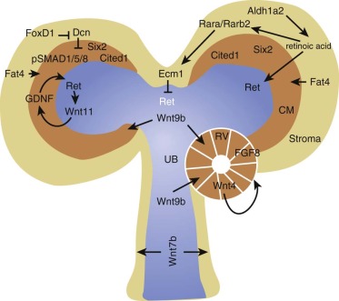 Embryology Of The Kidney | Abdominal Key