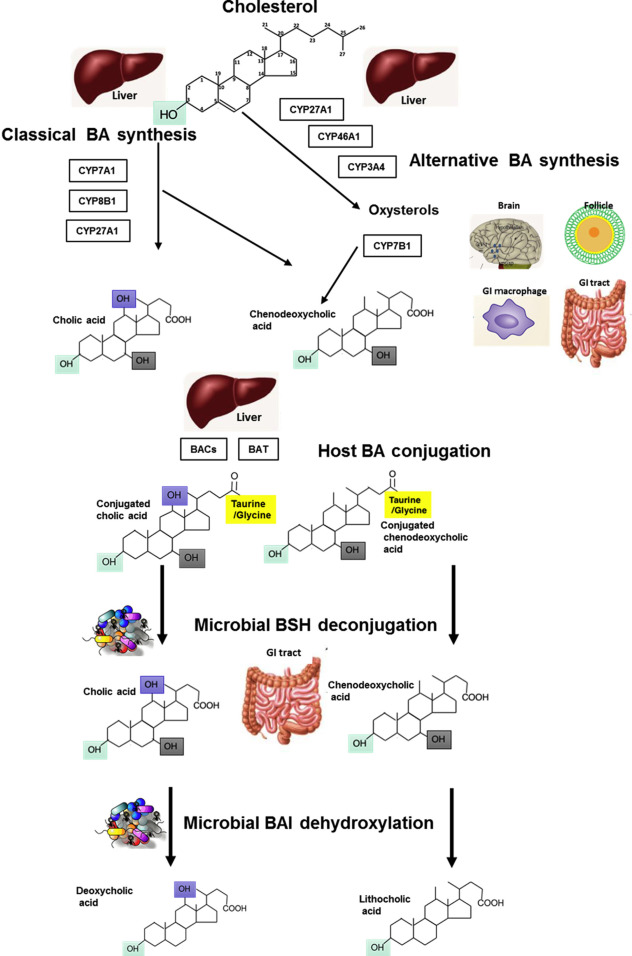 Gut Microbiome And Metabolism | Abdominal Key