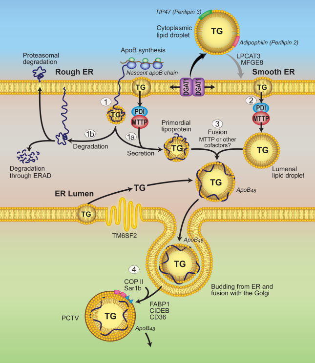 Genetic Regulation Of Intestinal Lipid Transport And Metabolism ...