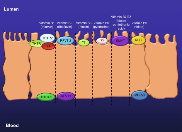 Intestinal Absorption Of Water-Soluble Vitamins: Cellular And Molecular ...