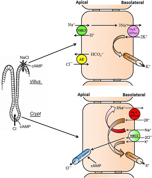 Ion Channels Of The Gastrointestinal Epithelial Cells | Abdominal Key