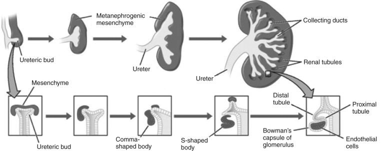 Molecular And Cellular Mechanisms Of Kidney Development | Abdominal Key