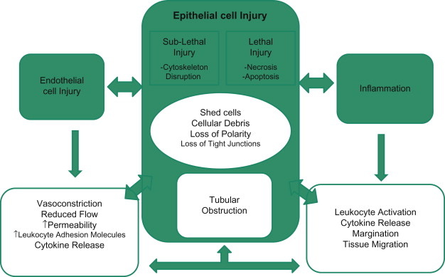 Pathophysiology Of Acute Kidney Injury | Abdominal Key