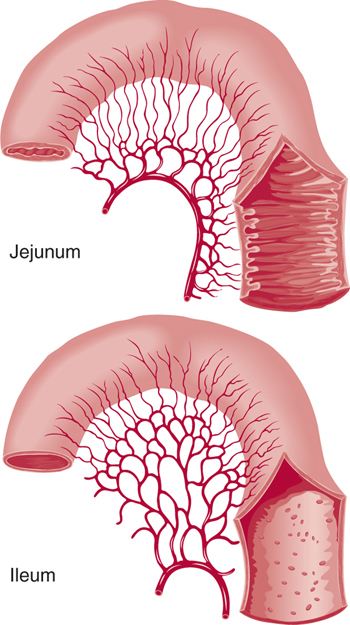 The Small Intestine Duodenum Jejunum Ileum TeachMeAnatomy, 56% OFF