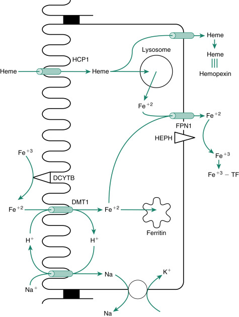 Fluid And Electrolyte Absorption | Abdominal Key