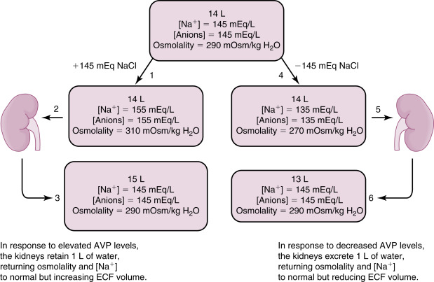 Regulation Of Extracellular Fluid Volume And NaCl Balance | Abdominal Key