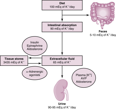 Regulation Of Potassium Balance | Abdominal Key