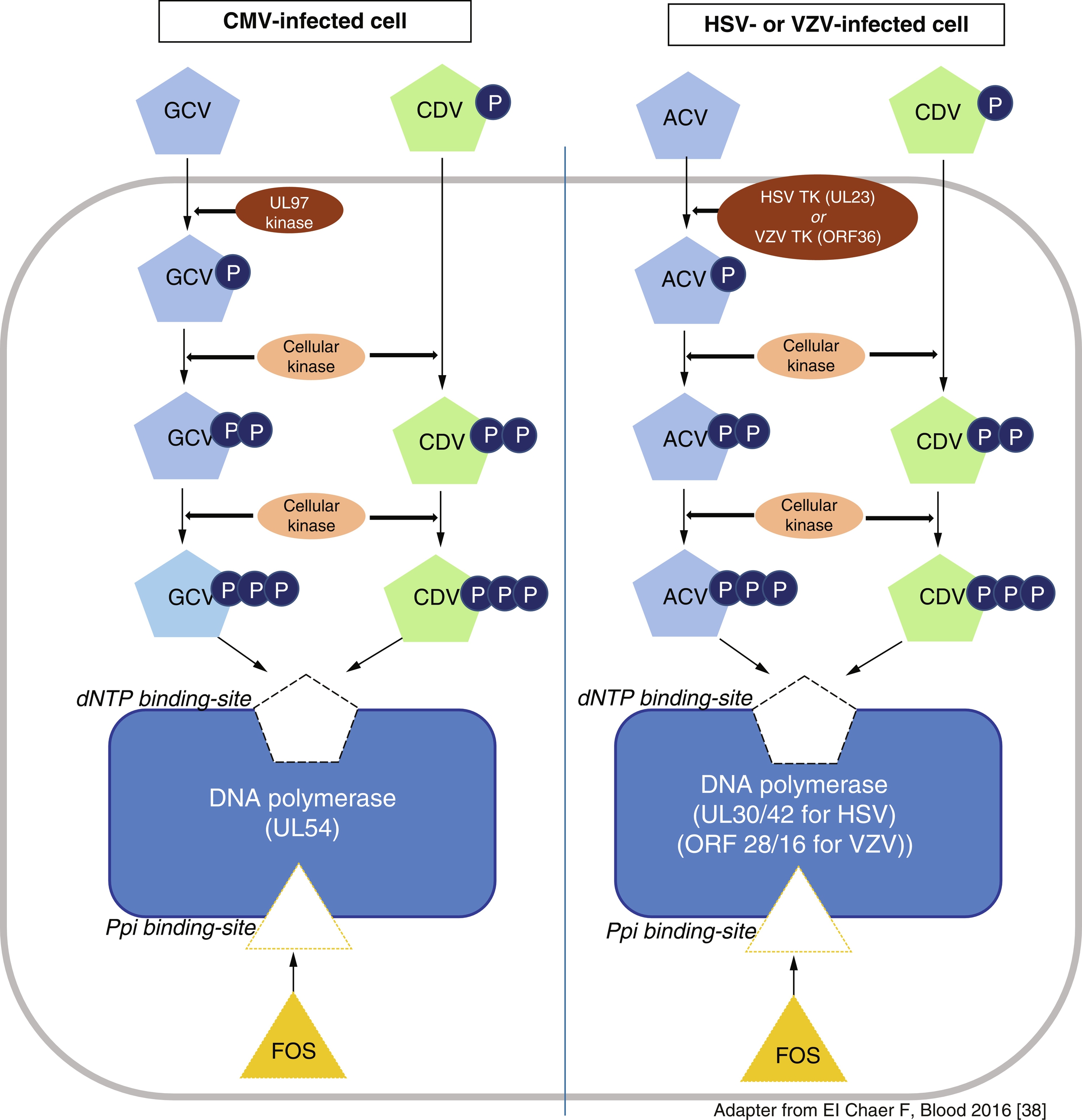 Anti-infection Strategies | Abdominal Key