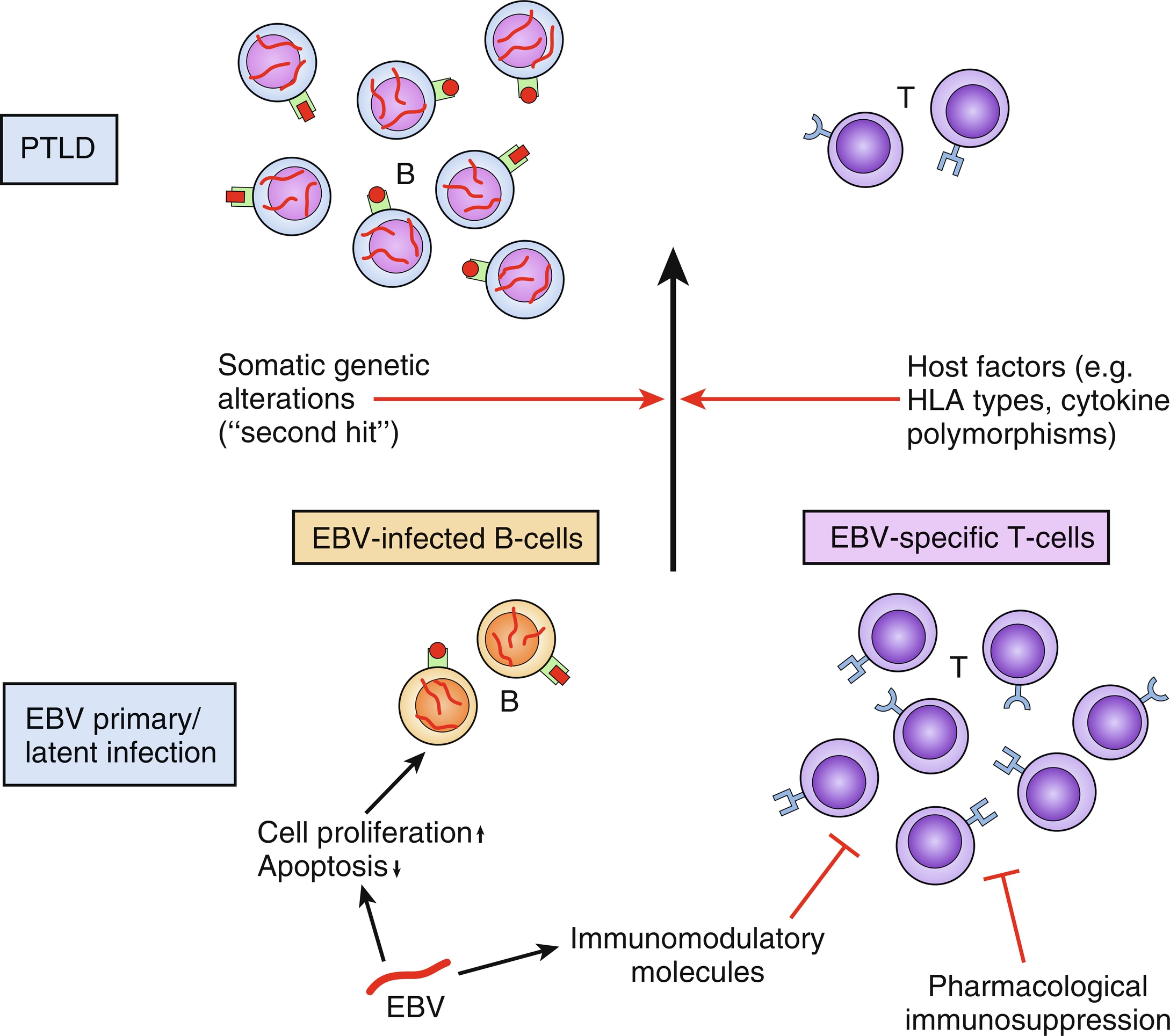 Post-transplant Lymphoproliferative Disease | Abdominal Key